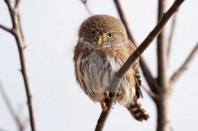 A Northern Pygmy Owl giving away close up views near Salmon Arm, British Colombia, Canada stock-image by Agami/Jacob Garvelink,