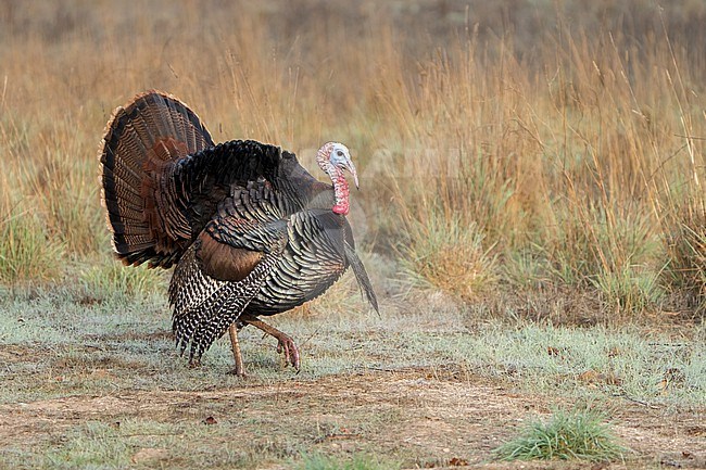 Adult male
Santa Barbara Co., CA
November 2021 stock-image by Agami/Brian E Small,