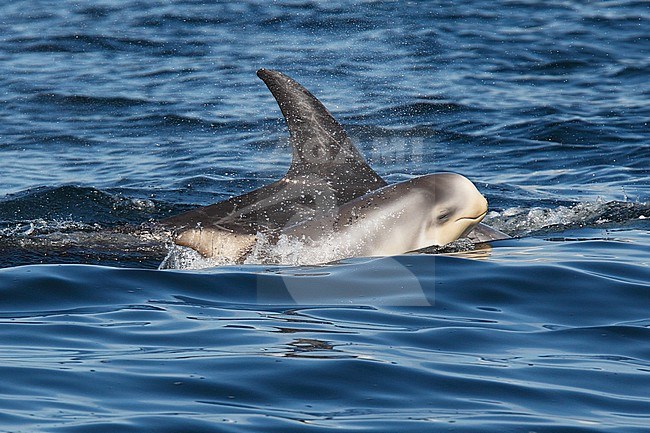 Risso's Dolphins (Grampus griseus)s swimming off the Shetland Islands. stock-image by Agami/Hugh Harrop,