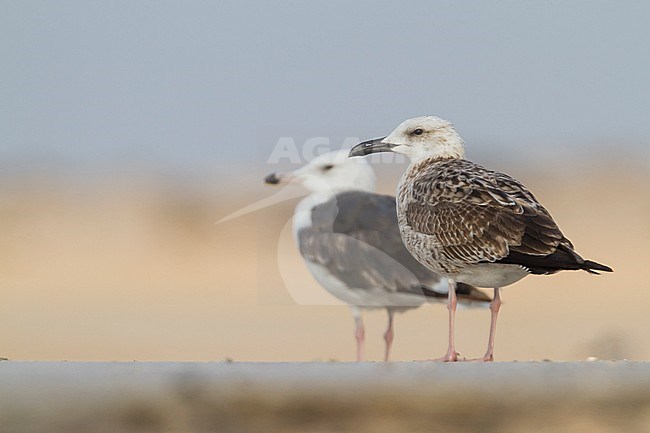 Heuglins Meeuw, Heuglin's Gull, Larus heuglini, Oman, 1st W stock-image by Agami/Ralph Martin,