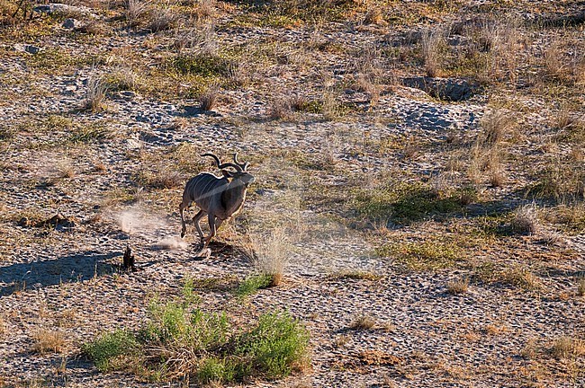 Aerial view of a male greater kudu, Tragelaphus strepsiceros, running. Okavango Delta, Botswana. stock-image by Agami/Sergio Pitamitz,