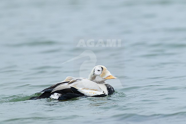 Brileider, Spectacled Eider, Somateria fischeri stock-image by Agami/Menno van Duijn,