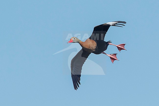 Adult Black-bellied Whistling Duck (Dendrocygna autumnalis) at Galveston Co., Texas, USA stock-image by Agami/Brian E Small,
