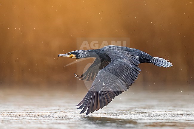 Great Cormorant, Phalacrocorax carbo sinensis, in Italy. stock-image by Agami/Daniele Occhiato,