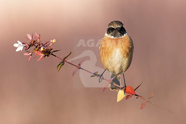 Roodborsttapuit; European Stonechat; Saxicola rubicola stock-image by Agami/Daniele Occhiato,