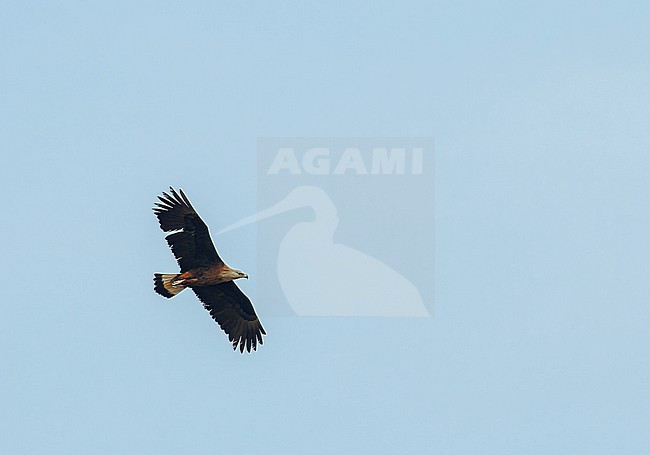 Adult Pallas’s Fish Eagle (Haliaeetus leucoryphus) in flight, also known as Pallas's sea eagle or Band-tailed fish eagle. stock-image by Agami/Marc Guyt,