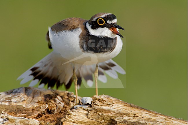 Kleine Plevier in zit; Little Ringed Plover on the ground stock-image by Agami/Daniele Occhiato,