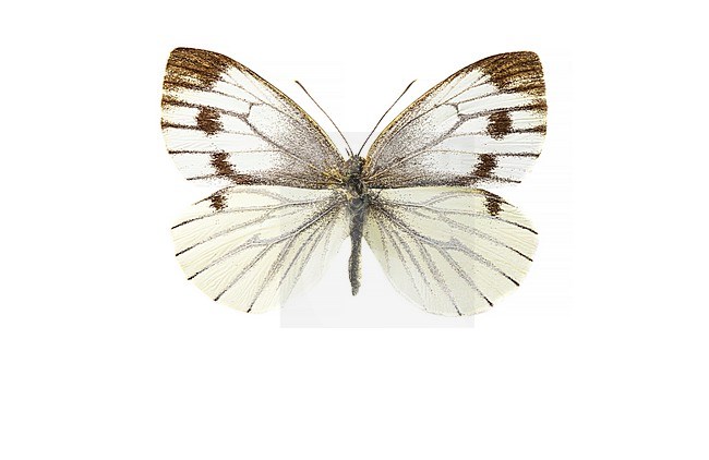 Klein Geaderd Witje, Green-veined White, Pieris napi stock-image by Agami/Wil Leurs,