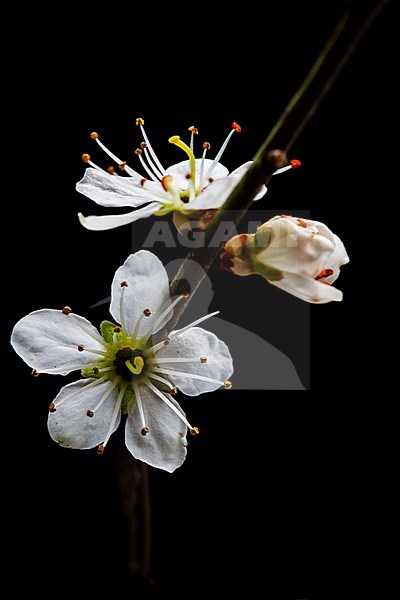 Blackthorn;Prunus spinosa stock-image by Agami/Wil Leurs,