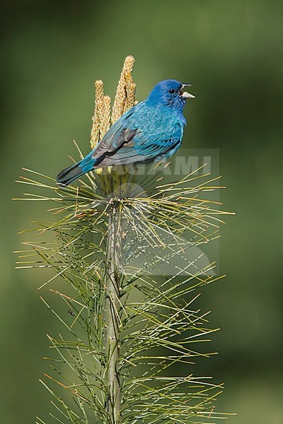 Adult spring male Indigo Bunting (Passerina cyanea) in summer plumage perched a branch in Long Pont, Ontario, Canada. Singing from top of a pine tree. stock-image by Agami/Glenn Bartley,