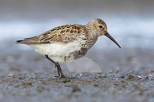 Dunlin (Calidris alpina), side view of an adult standing on the ground, Capital Region, Iceland stock-image by Agami/Saverio Gatto,