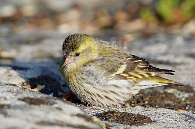 Sijs op de grond; Eurasian Siskin on the ground stock-image by Agami/Markus Varesvuo,