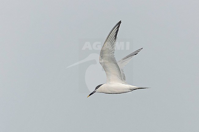 Adult Cabot's Tern, Thalasseus acuflavidus, in Puerto Rico. stock-image by Agami/Pete Morris,
