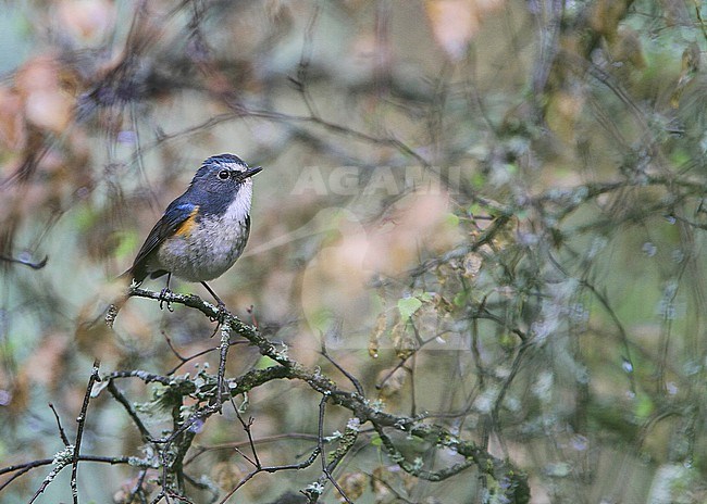 Male Qilian Bluetail (Tarsiger albocoeruleus) on Tibetan plateau, Qinghai, China. stock-image by Agami/James Eaton,