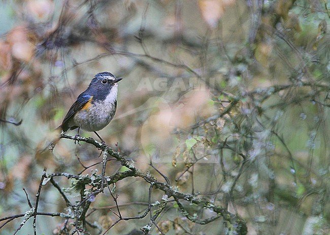 Male Gansu Bluetail (Tarsiger cyanurus albocoeruleus) on Tibetan plateau, Qinghai, China. stock-image by Agami/James Eaton,