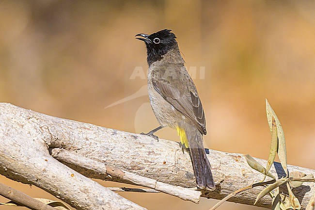 White-spectacled Bulbul, Pycnonotus xanthopygos, perched on a branch. stock-image by Agami/Sylvain Reyt,