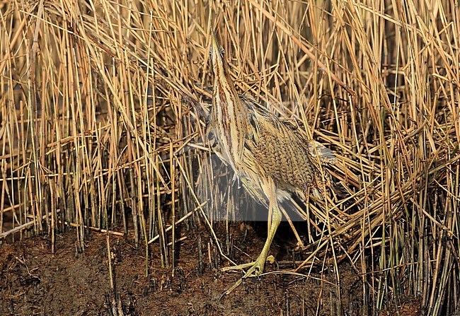 Vanwege de bedreigde status is deze mystieke moerasvogel op de Rode Lijst geplaatst. stock-image by Agami/Jacques van der Neut,