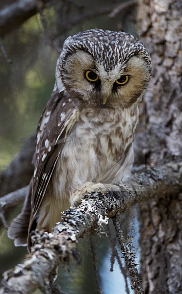 Ruigpootuil zittend op een tak; Boreal Owl perched on a branch stock-image by Agami/Markus Varesvuo,