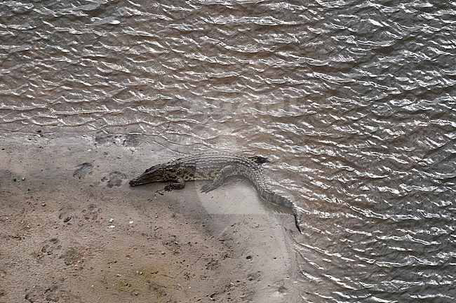 An aerial view of a Nile crocodile, Crocodylus niloticus, resting on a river bank near hippopotamus tracks in mud. Okavango Delta, Botswana. stock-image by Agami/Sergio Pitamitz,