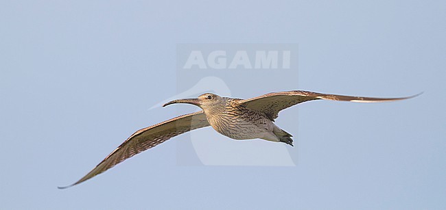 Whimbrel - Regenbrachvogel - Numenius phaeopus ssp. phaeopus, Germany stock-image by Agami/Ralph Martin,