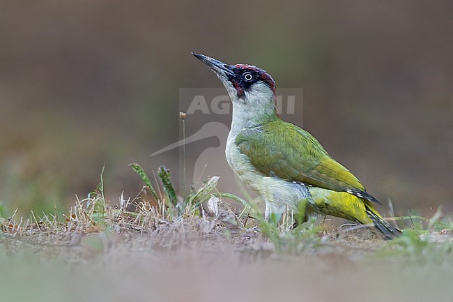 Adult Green Woodpecker, Picus viridis, in Italy. stock-image by Agami/Daniele Occhiato,