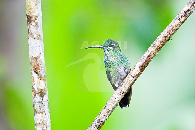 Groenkruinbrilliantkolibrie in zit; Green-crowned Brilliant perched stock-image by Agami/Marc Guyt,