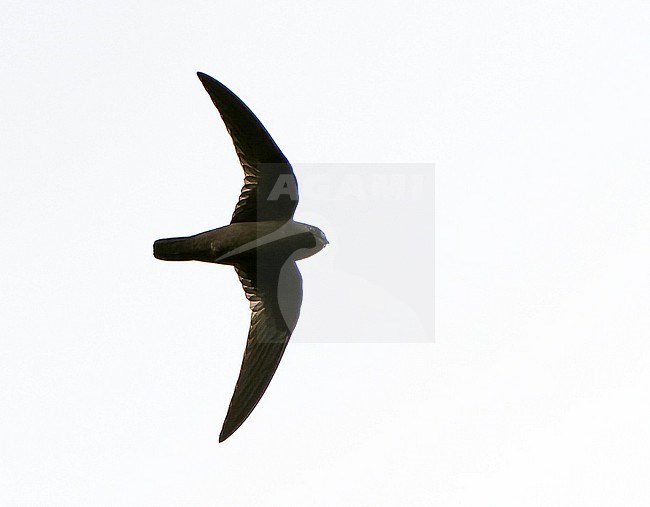 White-chinned swift (Cypseloides cryptus) in Northern Peru. stock-image by Agami/Dani Lopez-Velasco,
