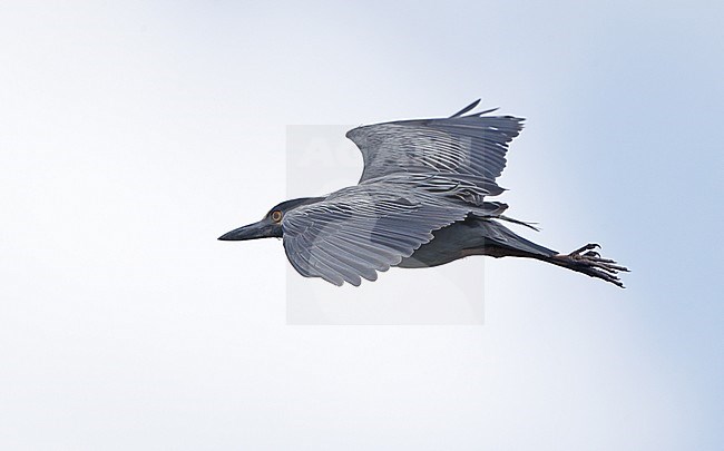 Yellow-crowned Night Heron, Nyctanassa violacea, in flight at Florida, USA stock-image by Agami/Helge Sorensen,