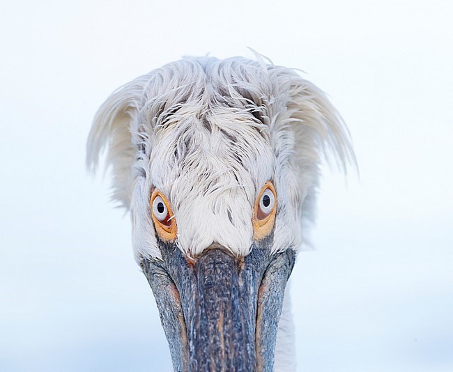 Close-up of adult Dalmatian Pelican (Pelecanus crispus) at Lake Kerkini, Greece stock-image by Agami/Marc Guyt,