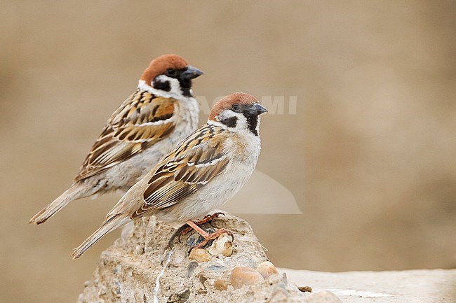 Eurasian Tree Sparrow - Feldsperling - Passer montanus ssp. montanus, adult, Kazakhstan stock-image by Agami/Ralph Martin,