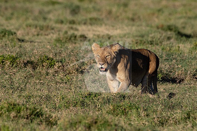 A lioness, Panthera leo, ready to attack. Ndutu, Ngorongoro Conservation Area, Tanzania. stock-image by Agami/Sergio Pitamitz,