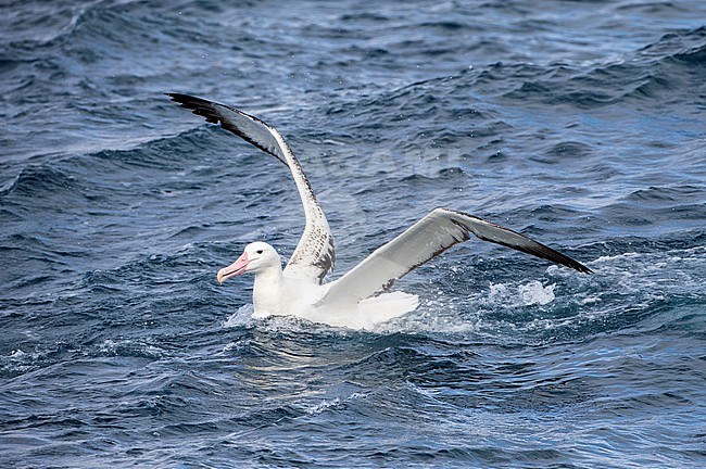 Adult Southern Royal Albatross (Diomedea epomophora) landing at sea off the Chatham Islands, New Zealand. stock-image by Agami/Marc Guyt,
