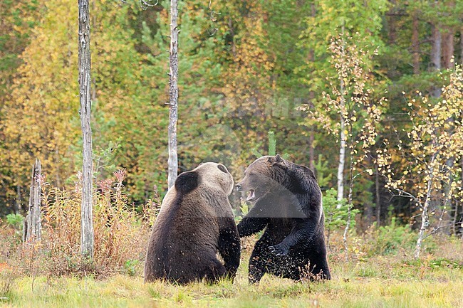 Two Brown bears (Ursus arctos) fighting in forest stock-image by Agami/Caroline Piek,