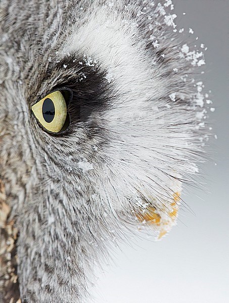 Portrait Great Grey Owl (Srix nebulosa) at Kuusamo, Finland. stock-image by Agami/Markus Varesvuo,