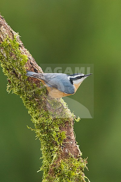 A Red-breasted Nuthatch (Sitta canadensis)  perches on a mossy branch in Victoria, British Columbia, Canada. stock-image by Agami/Glenn Bartley,