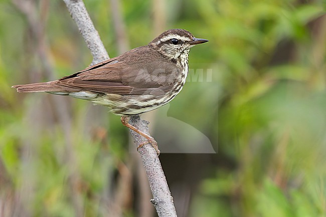 Northern Waterthrush (Parkesia noveboracensis) Perched on a branch in Alaska stock-image by Agami/Dubi Shapiro,