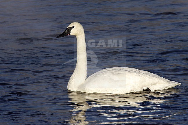 Adult Trumpeter Swan (Cygnus buccinator) swimming in a lake in Maine, USA, during winter. Looking alert. stock-image by Agami/Brian E Small,