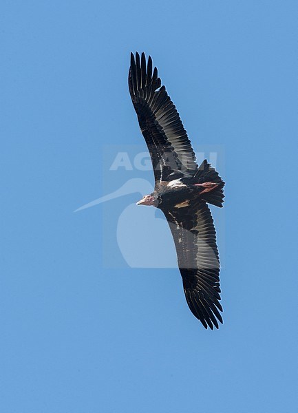 Critically Endangered Red-headed Vulture (Sarcogyps calvus) in flight seen from below. Threatened due to diclofenac in veterinary medicine use. stock-image by Agami/Marc Guyt,