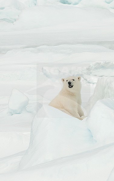 Polar bear (Ursus maritimus) cub resting in the snow stock-image by Agami/Roy de Haas,