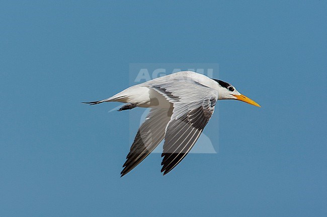 Adult African Royal Tern flying along the coast over the ocean, near Tanji bird reserve stock-image by Agami/Wil Leurs,