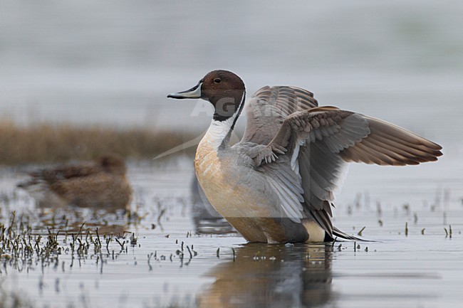 Codone; Northern Pintail; Anas acuta stock-image by Agami/Daniele Occhiato,