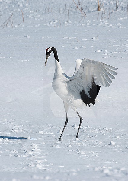 Red-crowned Crane (Grus japonensis) in the snow at Hokkaido (Japan) stock-image by Agami/Roy de Haas,