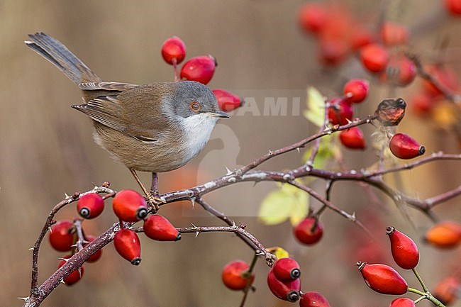 Sardinian Warbler (Sylvia melanocephala ) in Italy. stock-image by Agami/Daniele Occhiato,
