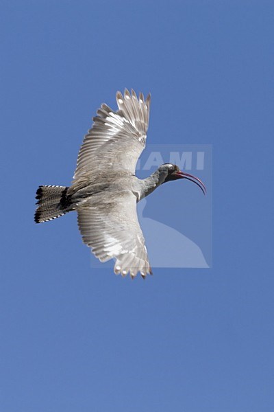 Ibissnavel roepend in de vlucht, Ibisbill calling in flight stock-image by Agami/Dubi Shapiro,