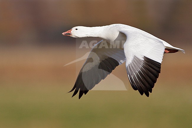 Snow Goose (Chen caerulescens) flying at the Bosque del Apache wildlife refuge near Socorro, New Mexico, USA. stock-image by Agami/Glenn Bartley,