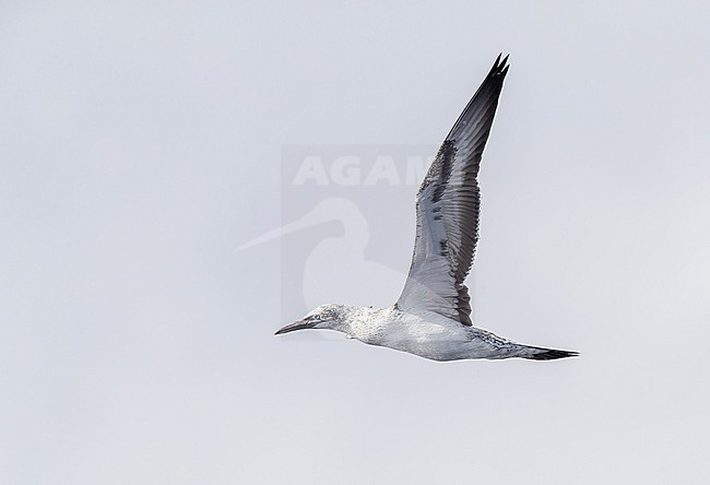 Immature Australasian Gannet, Morus serrator, northwards in the Pacific Ocean, from New Zealand to Norfolk islands (Australia). stock-image by Agami/Marc Guyt,