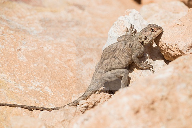 Trapelus mutabilis, adult basking on a rock stock-image by Agami/Saverio Gatto,