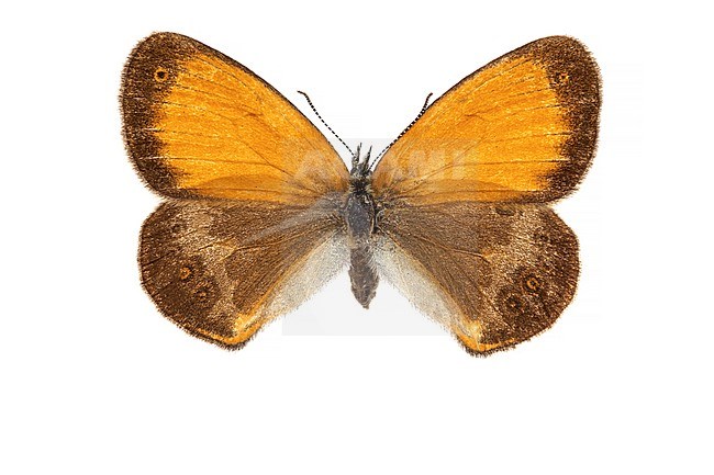  Tweekleurig hooibeestje; Pearly Heath; Coenonympha arcania stock-image by Agami/Wil Leurs,