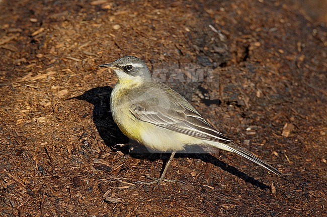 Wintering Eastern Yellow Wagtail (Motacilla tschutschensis tschutschensis) at Sedgeford, Norfolk, England. stock-image by Agami/Steve Gantlett,