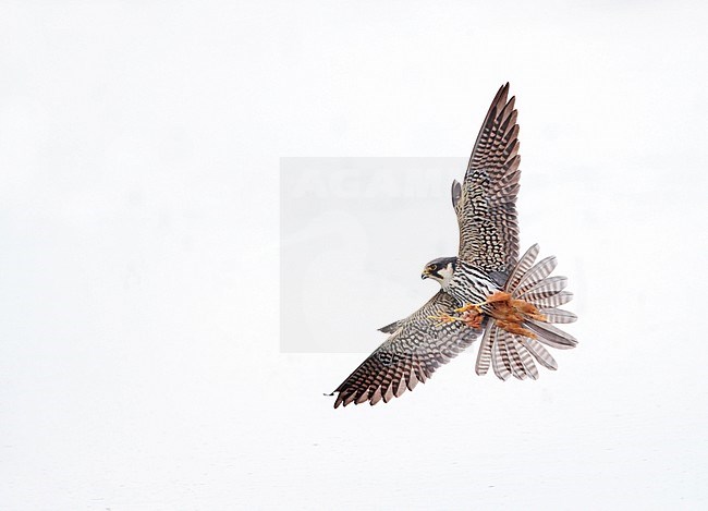 Hunting Eurasian Hobby (Falco subbuteo). Flying low over water with legs en tallons stretched, looking for dragonflies to catch. stock-image by Agami/Ran Schols,
